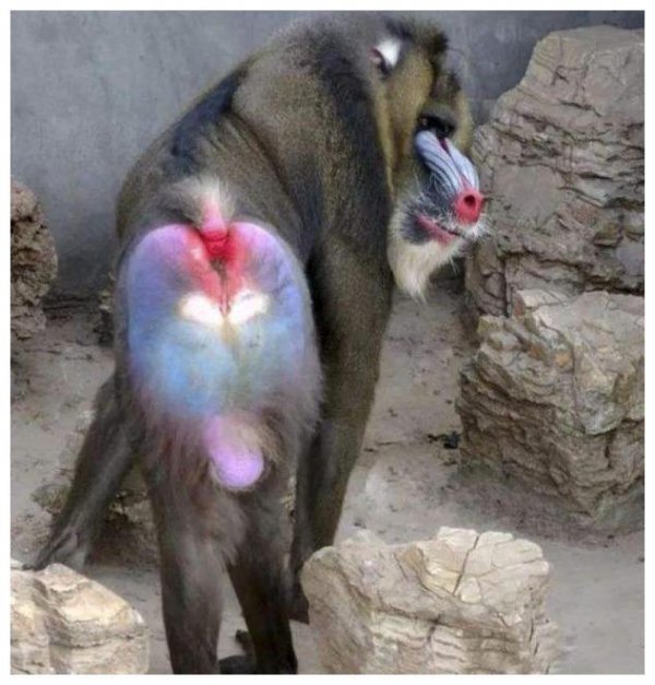 猴子会来大姨妈吗？