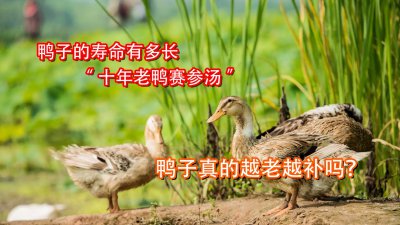 鸭的寿命一般是多少年 鸭的平均寿命是多少年？