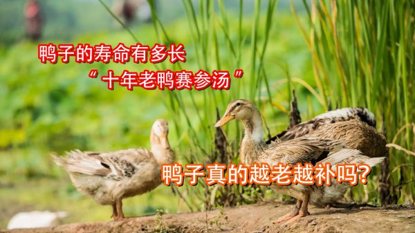 鸭的寿命一般是多少年