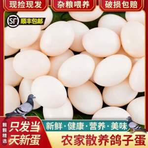 一只鸽子一个月能产多少枚蛋 一只鸽子每月可产多少个蛋？