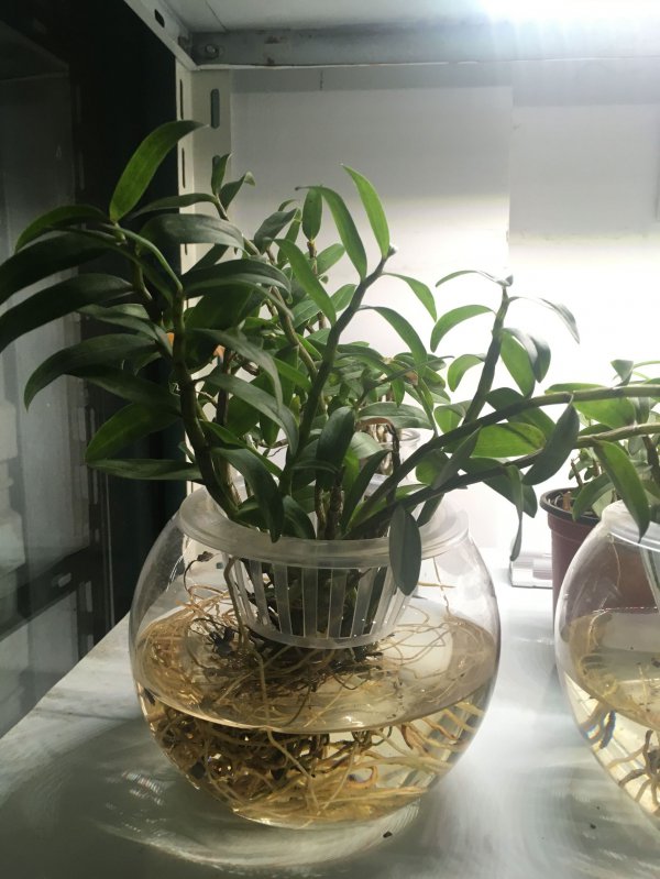 盆栽石斛怎么浇水方法