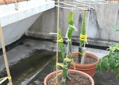 火龙果盆栽怎么浇水方法 如何正确给火龙果盆栽浇水？