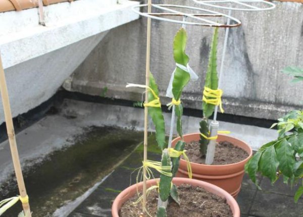 火龙果盆栽怎么浇水方法
