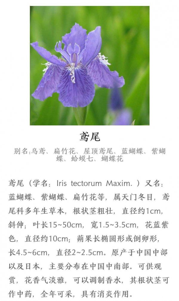 鸢尾喜阴还是喜阳