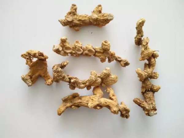 黄精喜阴还是喜阳
