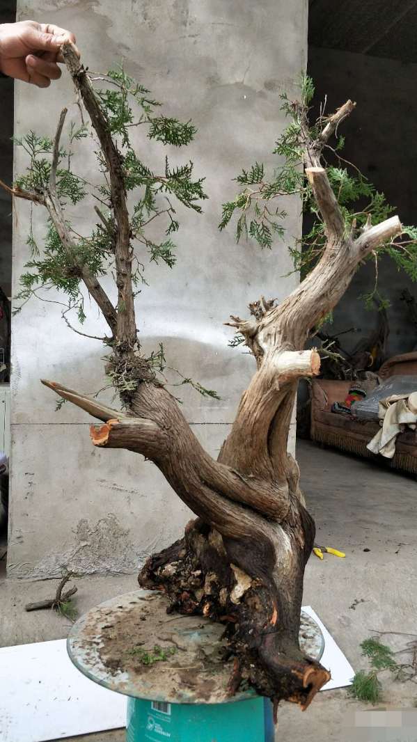 侧柏盆景栽培技术