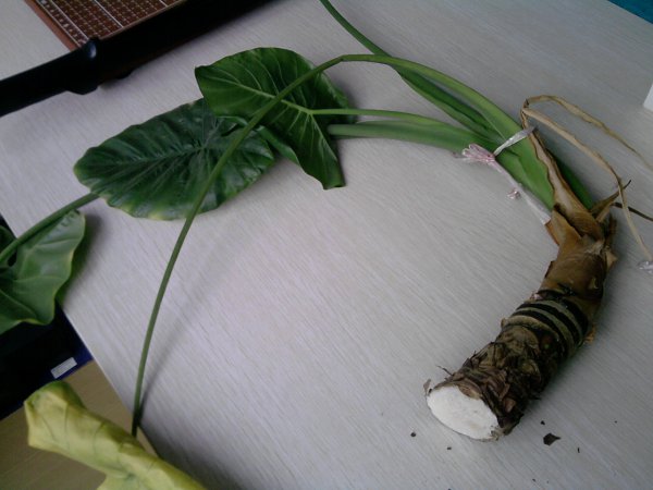 滴水观音换土时间和方法