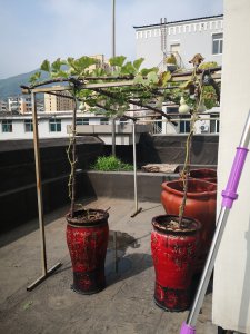 盆栽葫芦怎么浇水方法 盆栽葫芦的浇水技巧