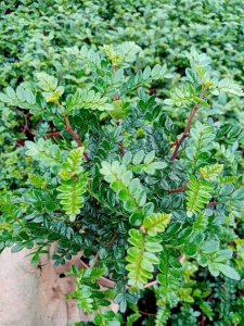 胡椒木喜阴还是喜阳 喜阳或喜阴？胡椒木的生长环境选择