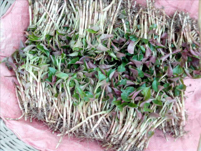 鱼腥草喜阴还是喜阳 鱼腥草是喜欢阴还是阳光？