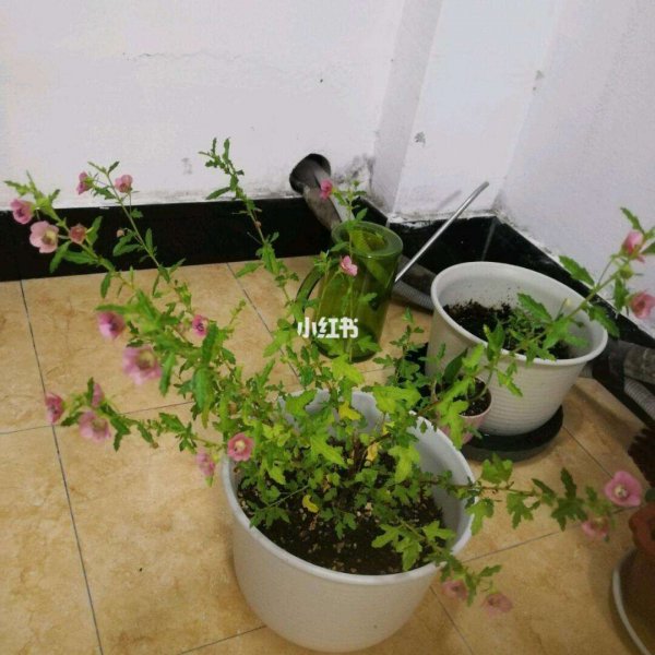 盆栽木槿怎么浇水方法