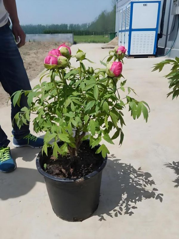 盆栽牡丹怎么浇水方法