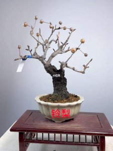 梨树盆景栽培技术 梨树盆景养护技巧
