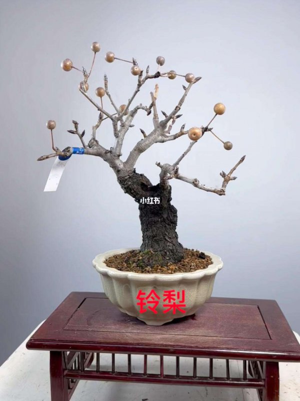 梨树盆景栽培技术