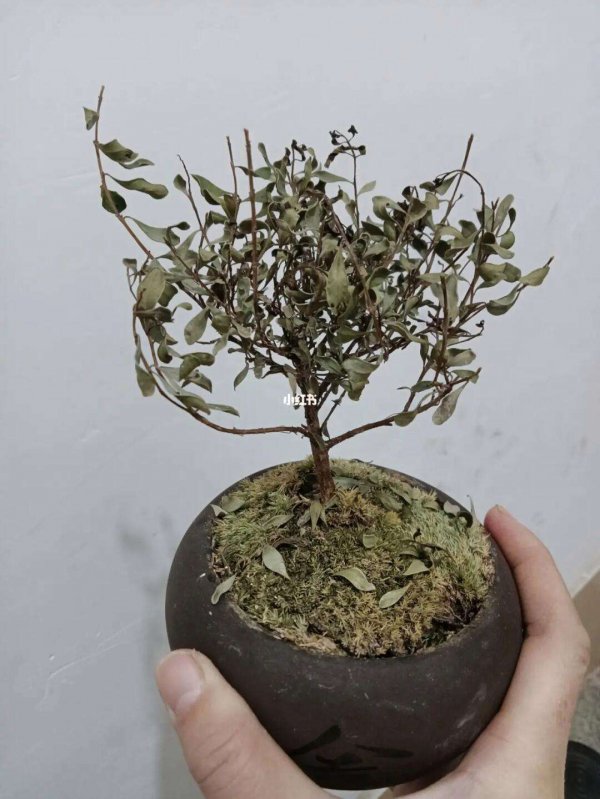 赤楠换土时间和方法