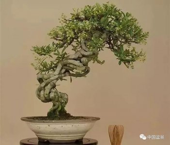 火棘盆景栽培技术 火棘盆景养护技巧