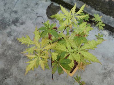 红枫换土时间和方法 红枫更换土壤的时机和步骤