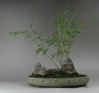 竹子盆景栽培技术 竹盆景种植技巧