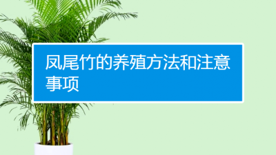 凤尾竹换土时间和方法 凤尾竹更换土壤的时间和方式