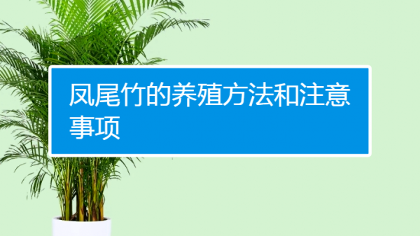 凤尾竹换土时间和方法