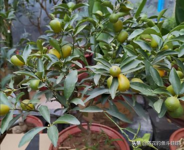 盆栽桔树怎么浇水方法 盆栽桔树的正确浇水方式