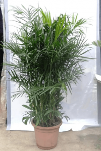 夏威夷竹换土时间和方法 夏威夷竹更换土壤的时机和方式