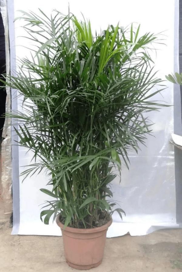 夏威夷竹换土时间和方法