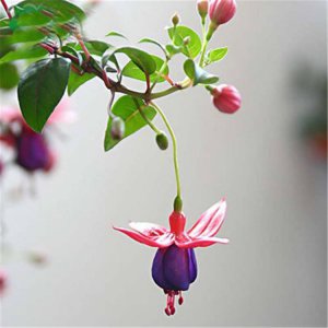 灯笼花喜阴还是喜阳 灯笼花喜阴还是喜阳光？