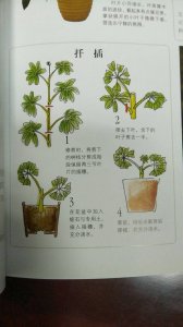鸭掌木换土时间和方法 换土时间和方法用鸭掌木养护土壤