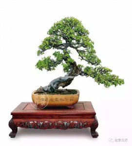 雀梅喜阴还是喜阳 雀梅适合在阴凉处吗？