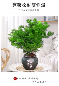 蓬莱松喜阴还是喜阳 蓬莱松热爱阴凉还是阳光？