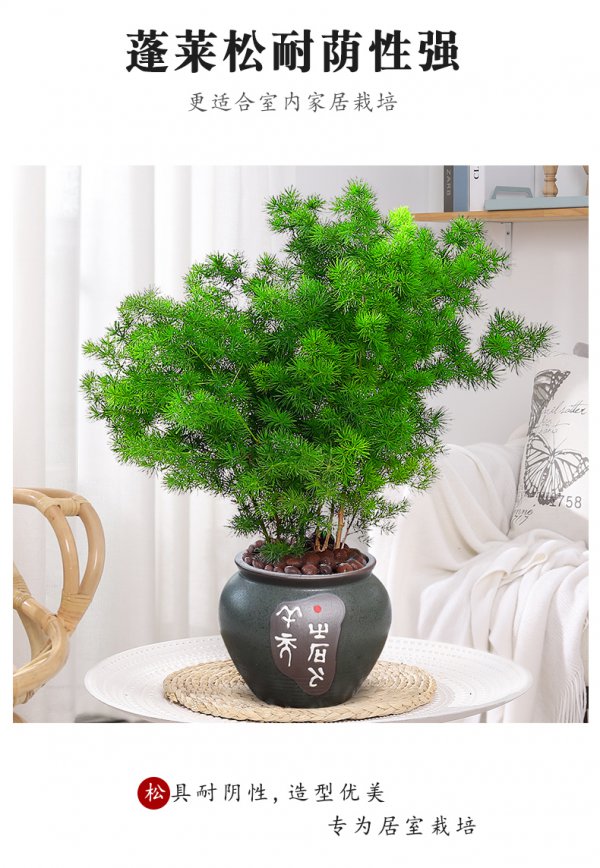 蓬莱松喜阴还是喜阳