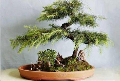 冬青喜阴还是喜阳 冬青是喜欢阴暗还是阳光的？