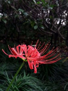 彼岸花喜阴还是喜阳 彼岸花更适合在阴暗环境下生长吗？