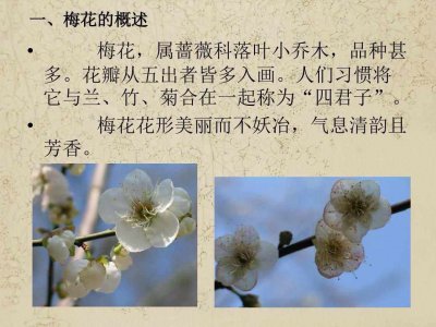 腊梅喜阴还是喜阳 腊梅喜阴还是适应阳光？