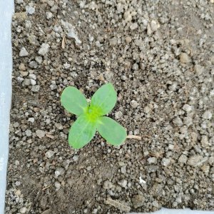 喜阳的向日葵 向日葵喜阴还是喜阳