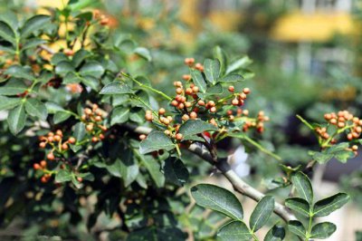 花椒树喜阴还是喜阳 花椒树喜欢阴凉还是阳光？