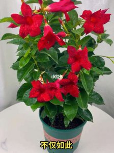飘香藤喜阴还是喜阳 飘香藤是喜欢在阴暗环境还是阳光下生长？