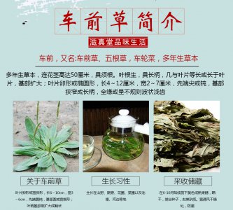 草喜阴还是喜阳？ 车前草喜阴还是喜阳