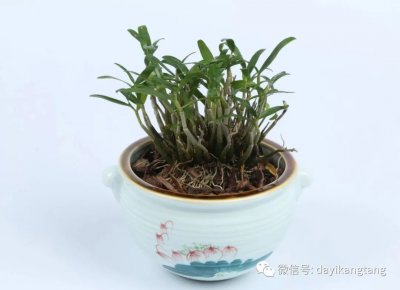 石斛兰喜阴还是喜阳 石斛兰适合阴暗环境还是阳光充足