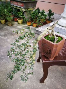 六月雪喜阴还是喜阳 六月雪喜欢阴天还是晴天？