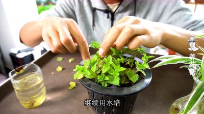 薄荷盆栽怎么浇水方法 薄荷盆栽的正确浇水方式