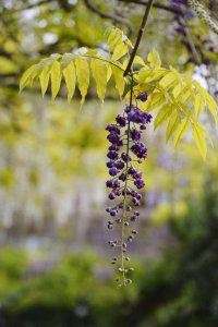 紫藤花喜阴还是喜阳 紫藤花是喜欢阴凉还是阳光的？