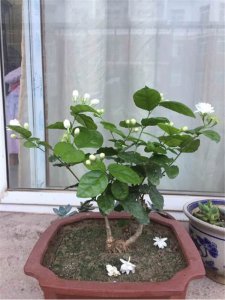 盆栽茉莉怎么浇水方法 盆栽茉莉的浇水技巧