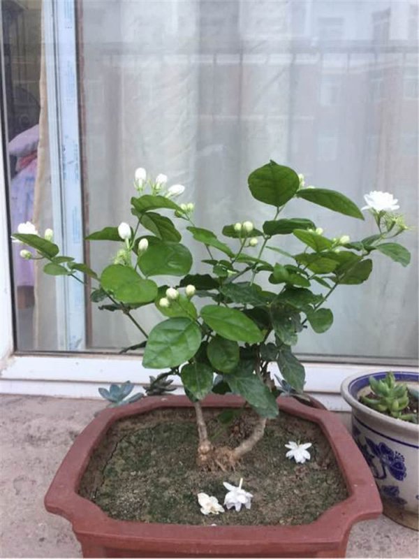 盆栽茉莉怎么浇水方法