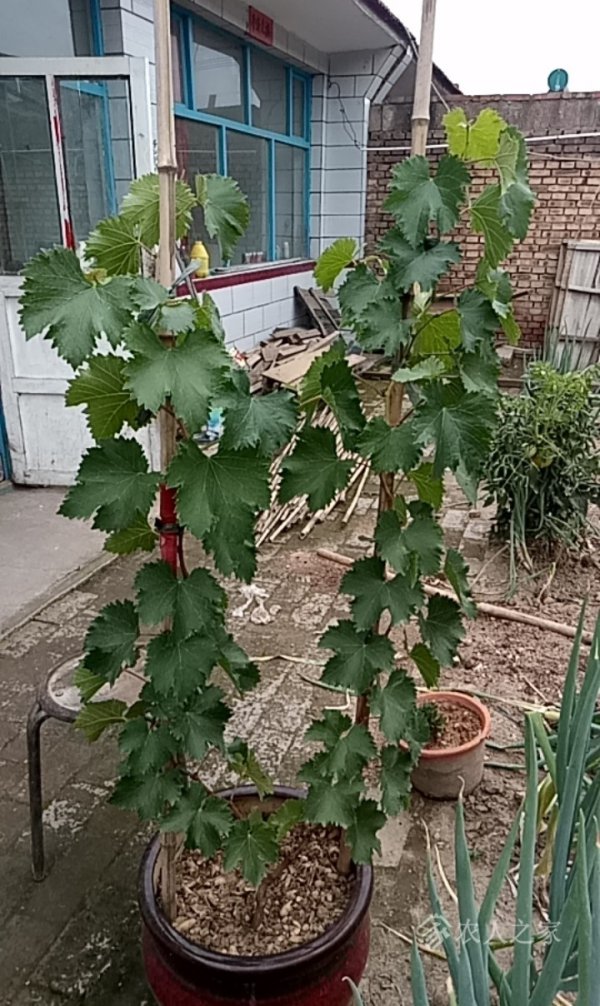 盆栽葡萄怎么浇水方法