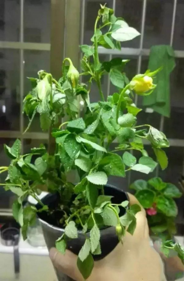 玫瑰盆栽怎么浇水方法