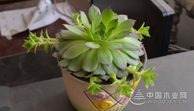 观音莲喜阴还是喜阳 观音莲喜欢阴还是阳？