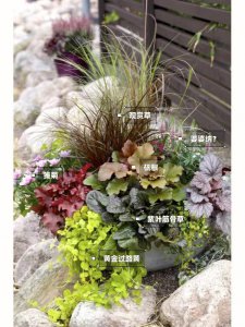 矾根喜阴还是喜阳 矾根偏爱阴暗还是阳光？