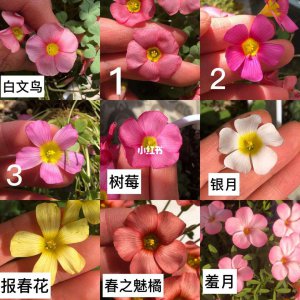 酢浆草喜阴还是喜阳 酢浆草喜欢阴凉还是阳光？